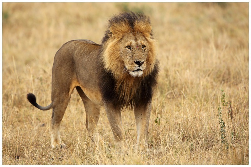 Orngatung - brave - The Big Five