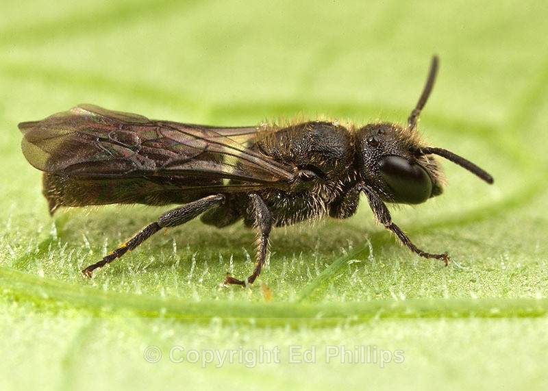 Chelostoma campanularum (m) - Chelostoma campanularum