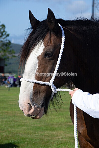 DSC_0065 - Ring 1