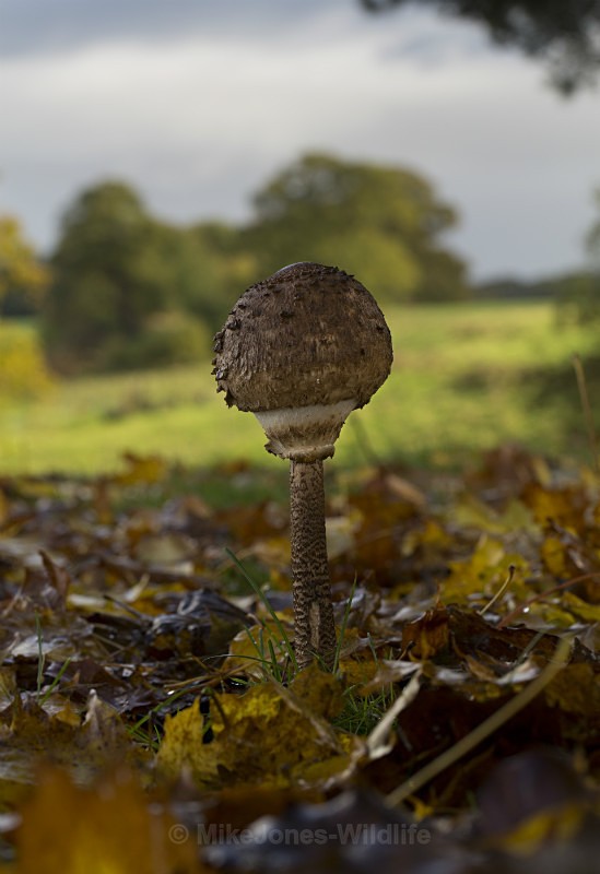 Fungi, Tatton Park, Cheshire - FUNGI (MUSHROOM) IMAGES