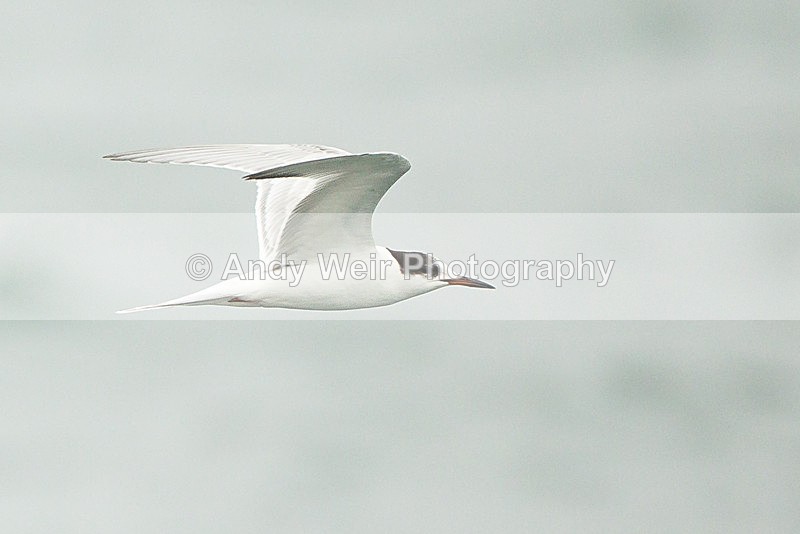 20131001-3K8A6682 - Terns