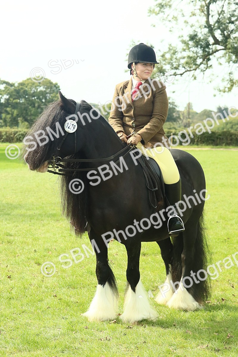 SBM_66743 - S34 - Rehabilitated Rescue Horse & Pony In Hand & Ridden