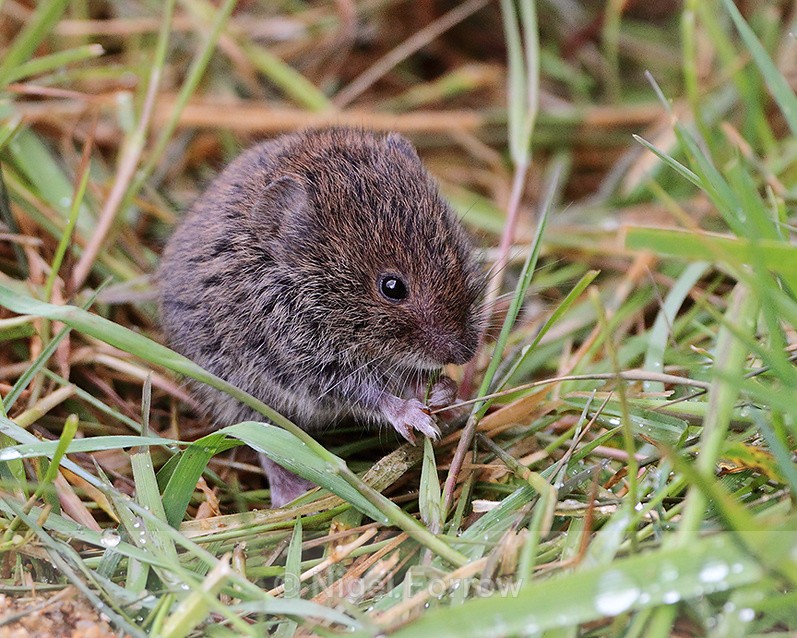 Field Vole eating grass at the British Wildlife Centre - Vole