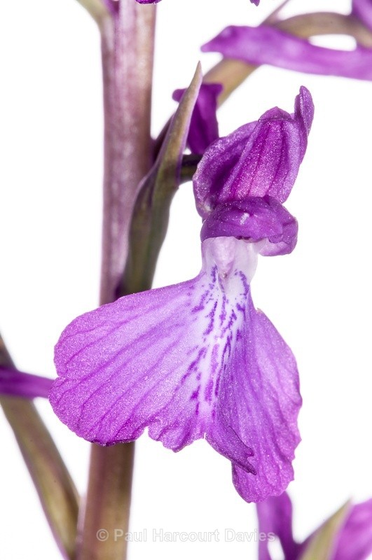  - WB: Orchids - Orchis