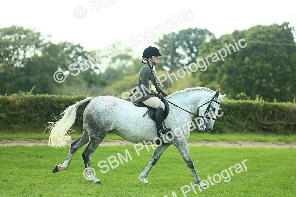 SBM_52261 - S33 - Working Hunter & Working Show Horse