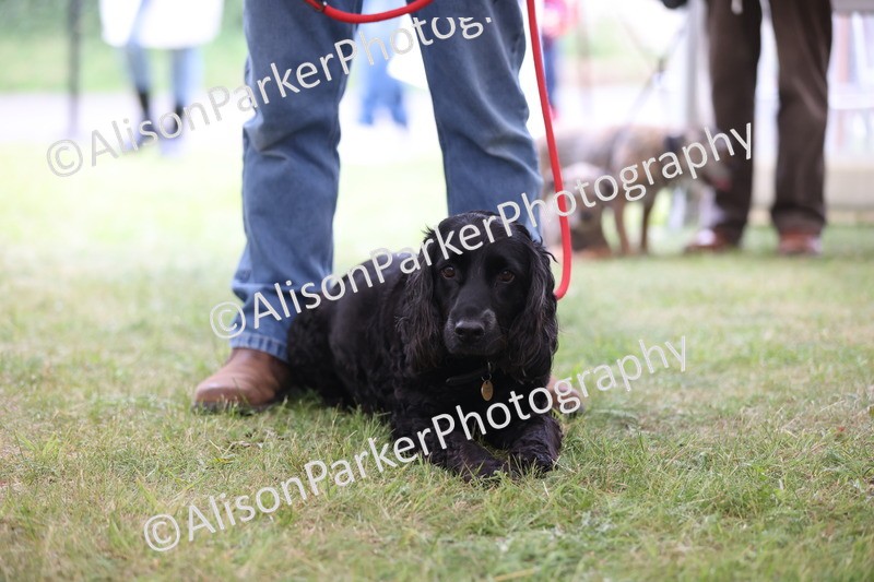 20250607-0346 - Class 9 - Scruffy or Fluffy