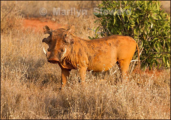 Warthog - Kenya, Tsavo East