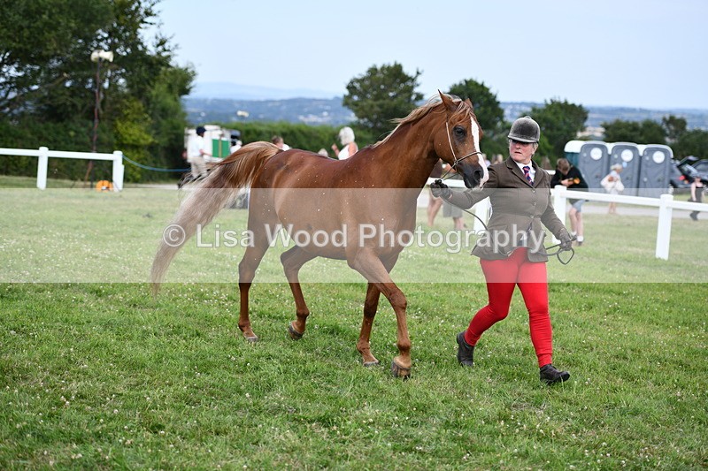 DSC_8529 - Class 69: Pure, Anglo & Part Bred In Hand Arab