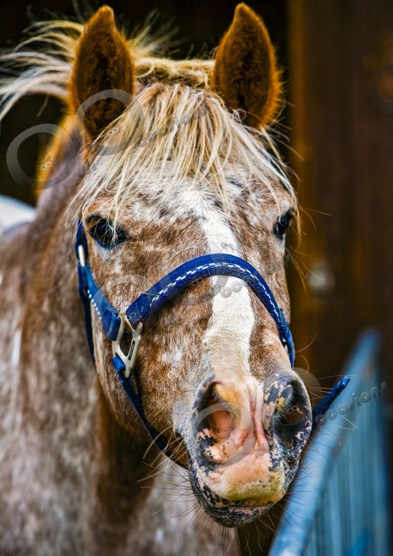 Spotted Pony-34 - Pet Photography