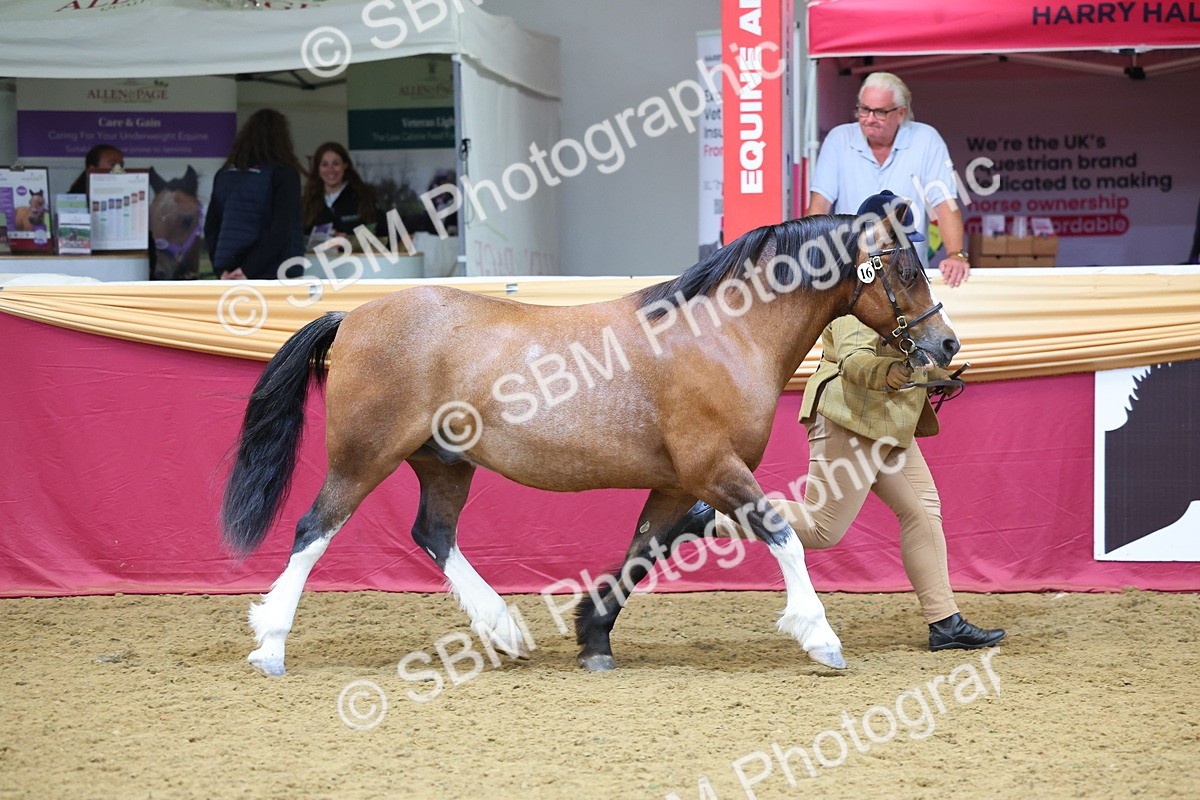 SBM_22689 - Class 903 - Supreme Final - IH Pre Vet