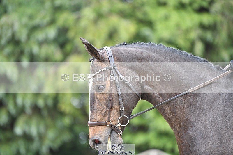 230525-141950-03127 - 320-CAVALIER_GUNFIRE-Tabitha_Baker-WEDTrotUp+DR