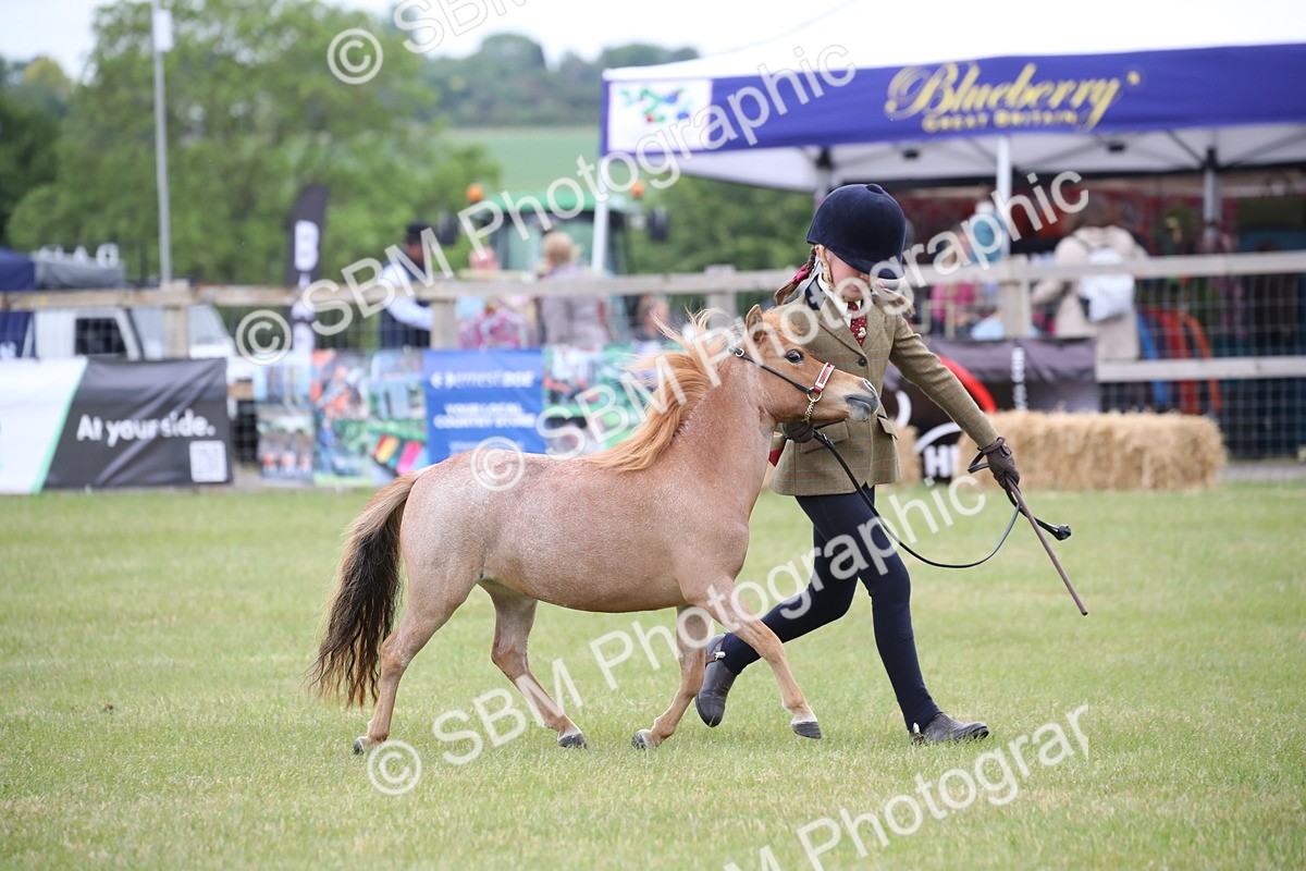SBM_03514 - Class 23-25 - British Miniature Horse of the Year