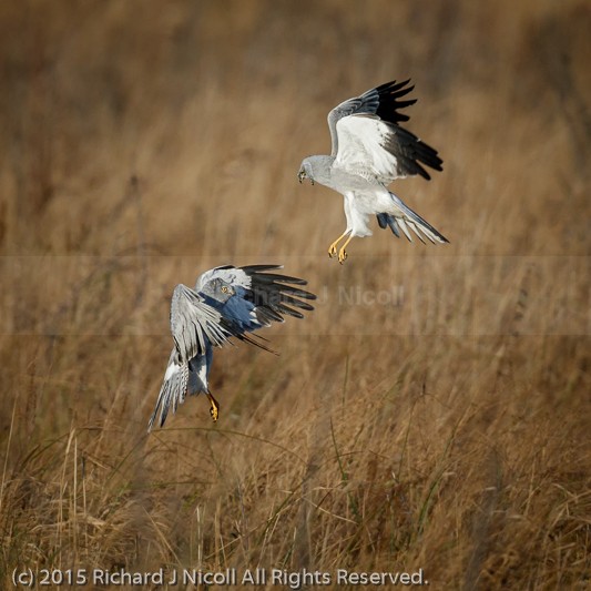 Hen Harrier (Circus cyaneus) squabble - Hen Harrier (Circus cyaneus)