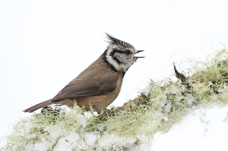 Crested Tit - All Other Birds