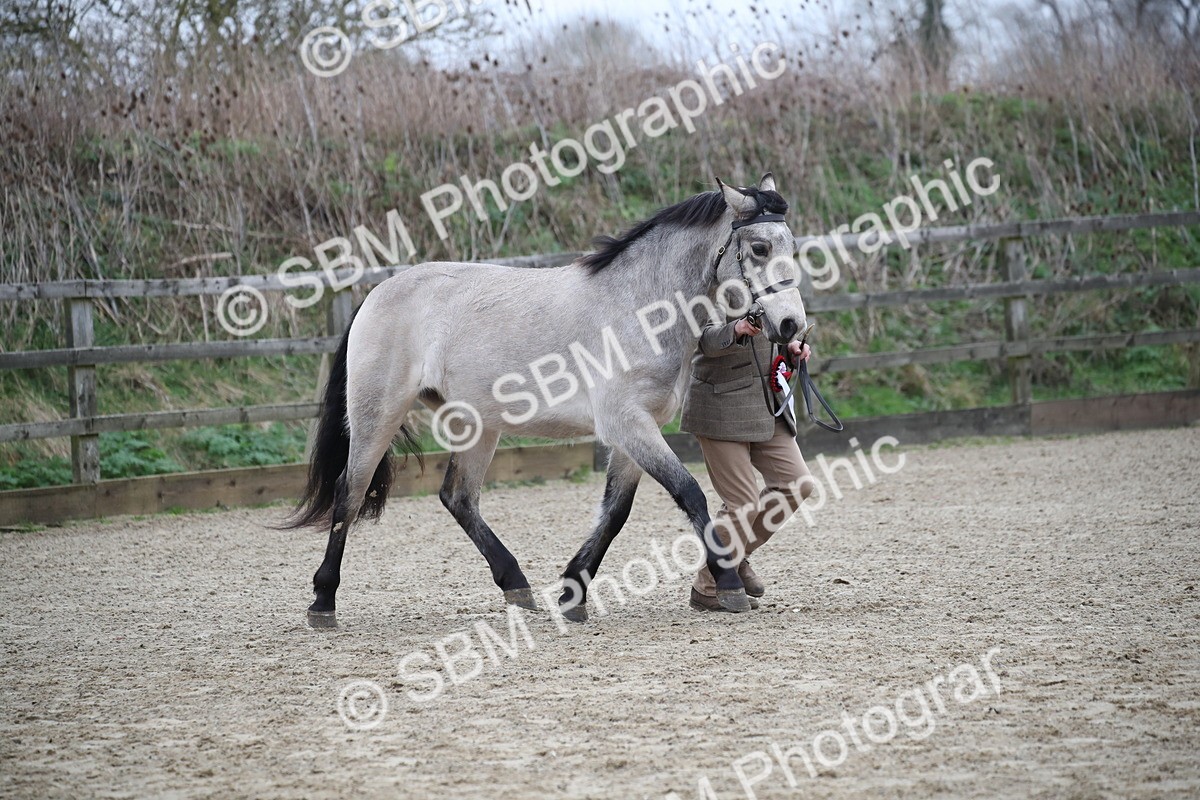 SBM_004099 - Class 1-4 - Young Stock classes Inc. In Hand Championship