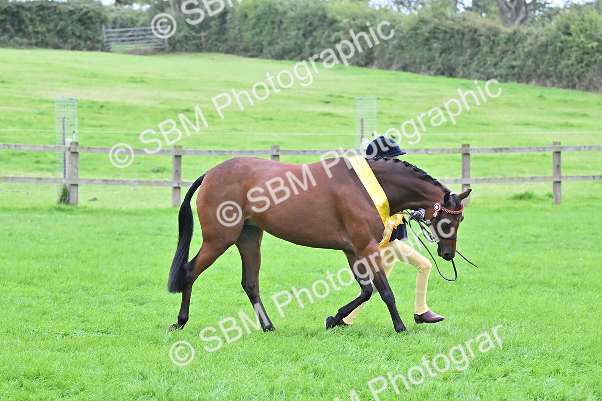 SBM_64964 - S50 - Show Pony & Show Hunter Pony In Hand