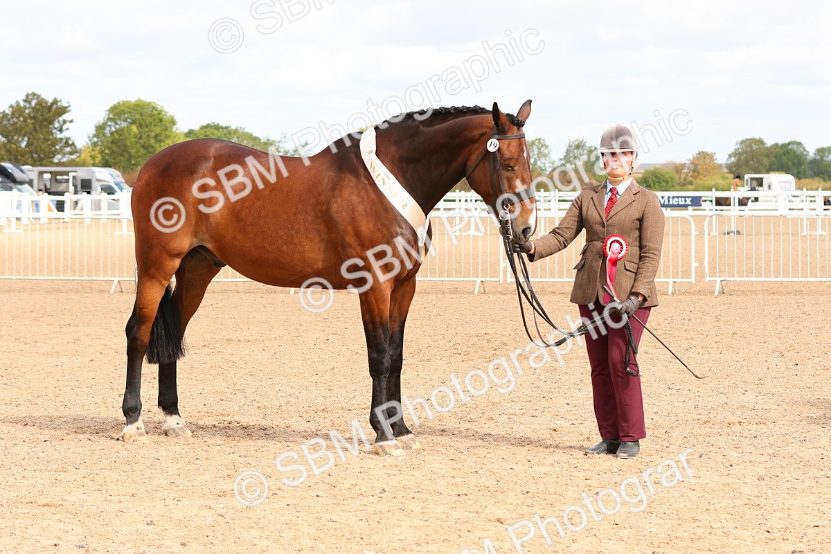 SBM_11770 - Class 208 - IH Veteran Horse