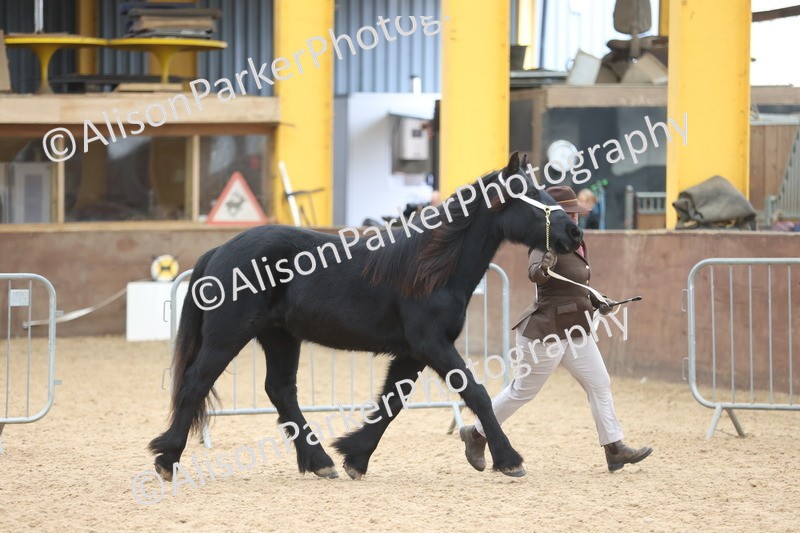 20251109-0845 - Class 25 - Yearling, Colt, Filly or Gelding