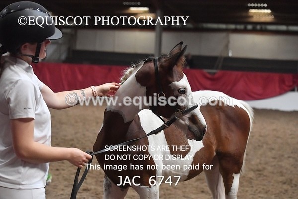 JAC_6747 - 15 Ziggy of Westoak