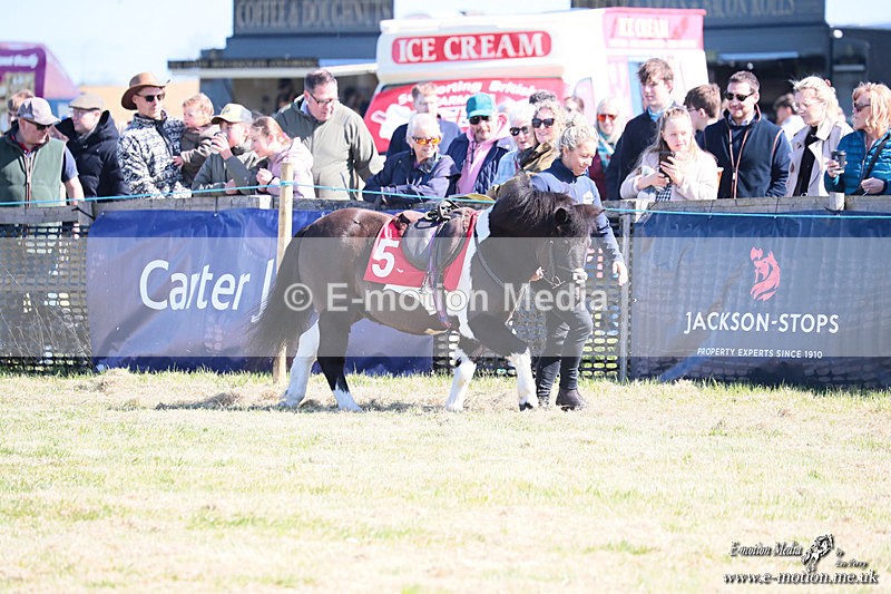 Shet 060426 10 - Shetland Pony Racing Paxford Races Easter Mon 06/04/26