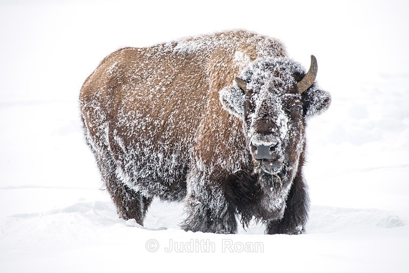 Bison-5 - Yellowstone