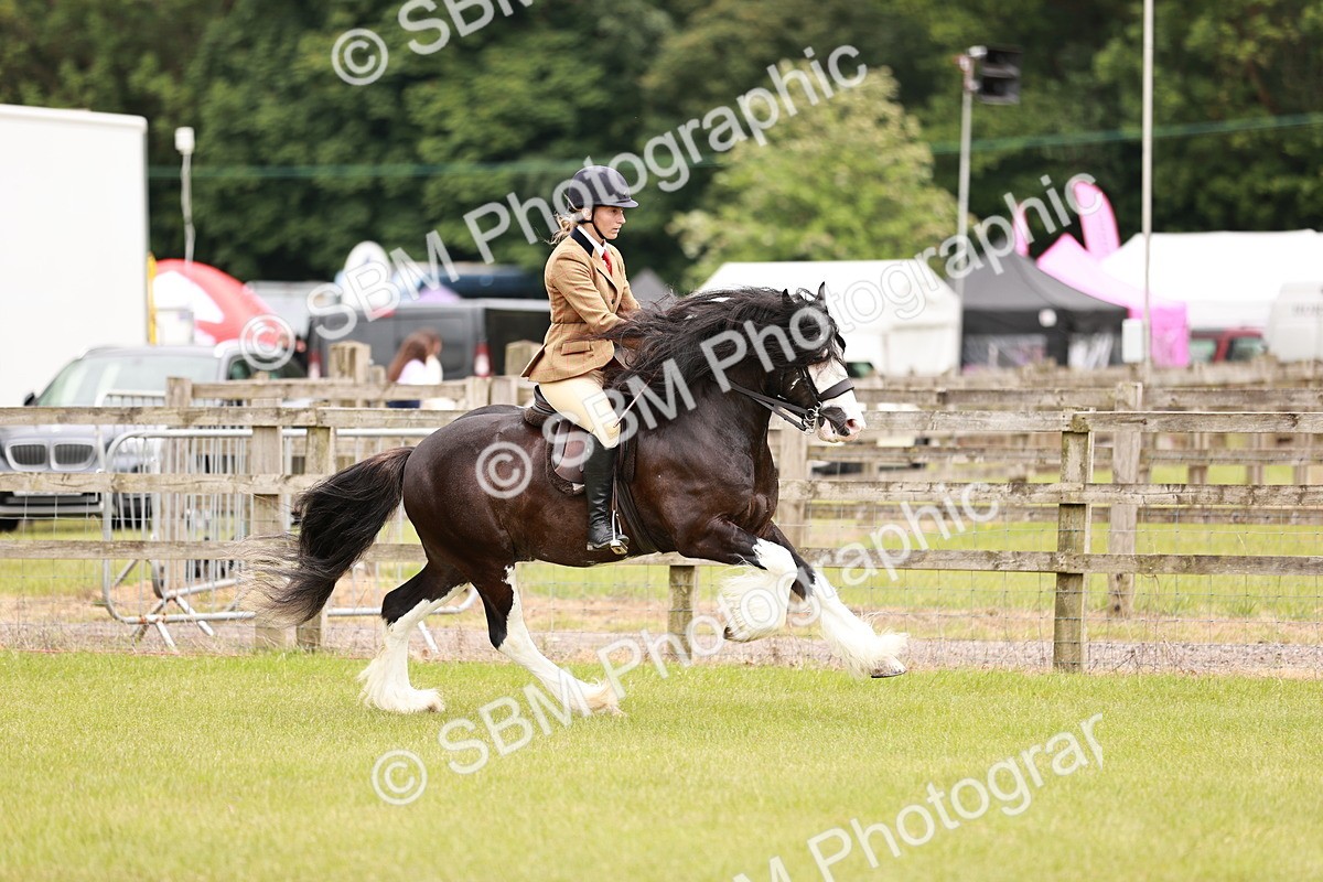 SBM_06190 - Class 39-41 TGCA In Hand and Ridden