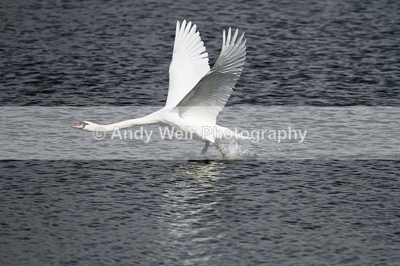 20110917-_MG_6839 - Swans