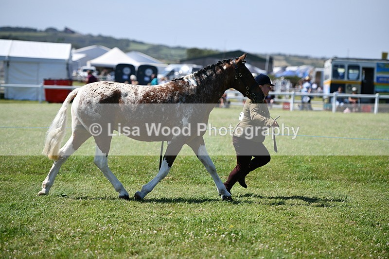 DSC_6732 - Class 57: Hunter/Riding Horse/Hack 1, 2 & 3 yr olds