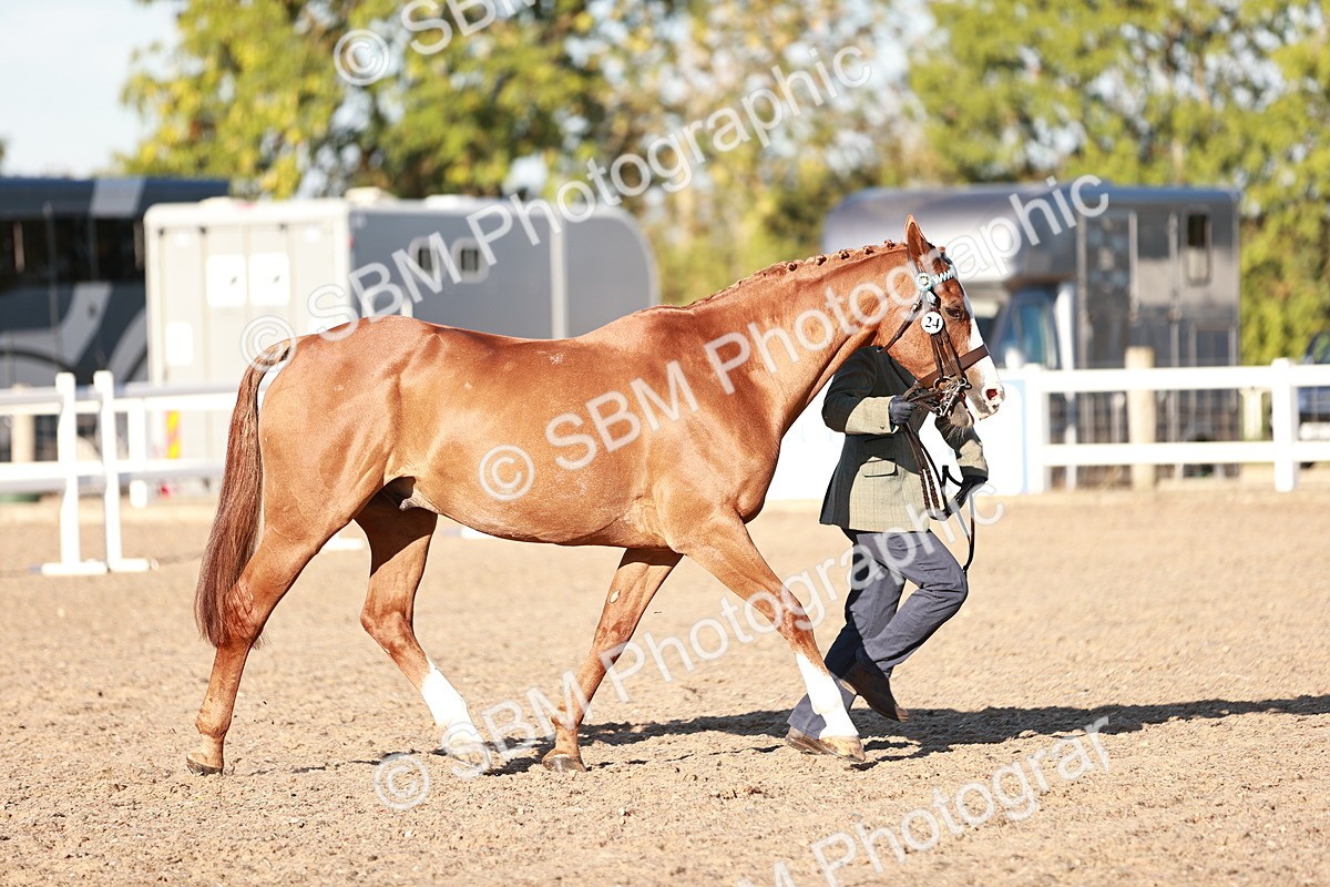 SBM_11175 - Class 401 - IH  Veteran horse