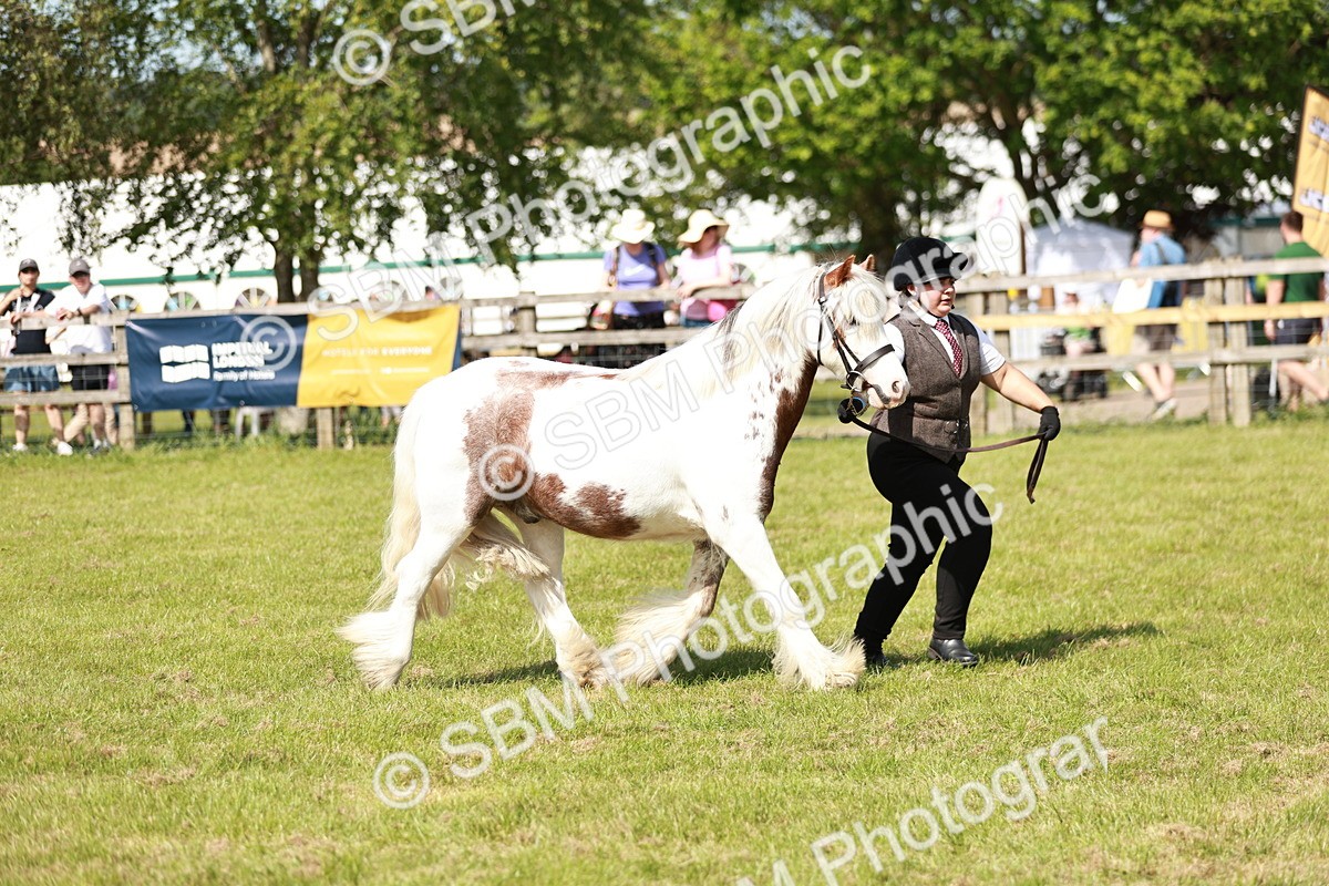 SBM_08657 - Class 63-65 - Traditional Gypsy Cobs In Hand & Ridden