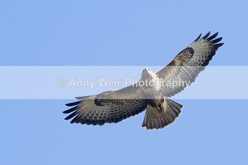 20120325-_MG_9962 - Raptors