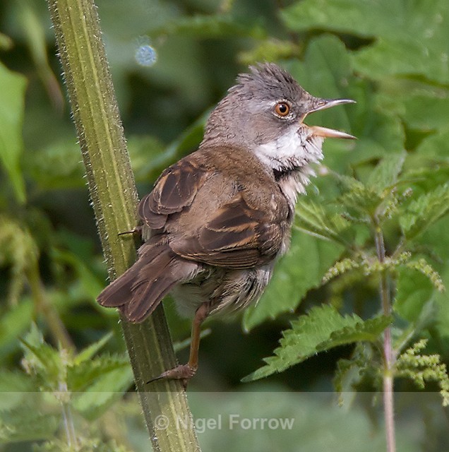 Whitethroat - Whitethroat