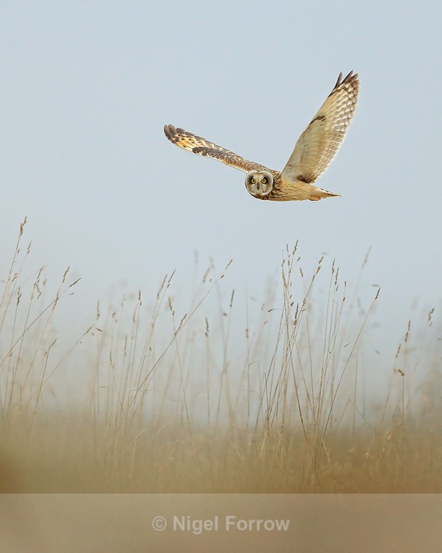 Short-eared Owl flying, Hawling, Gloucestershire - Short-eared Owl
