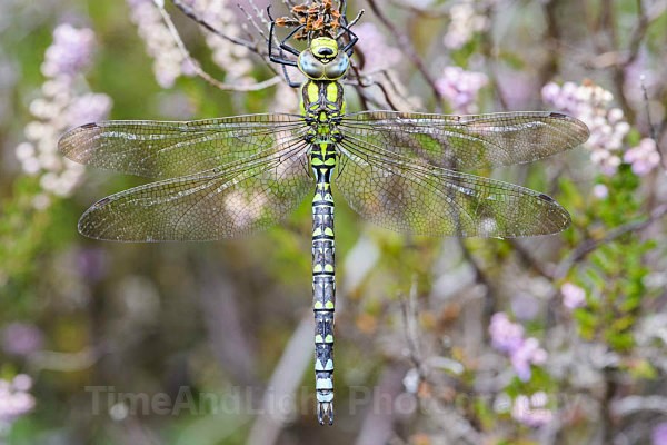 Male Souther Hawker - Dragonflies & Damselflies
