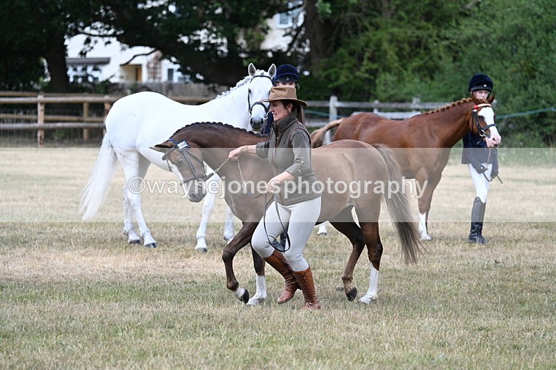 WJ7_1549 - Class 4 Prettiest Mare up to 14.2hh in hand