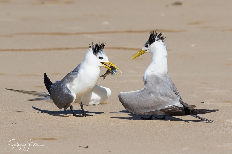 Courting 2