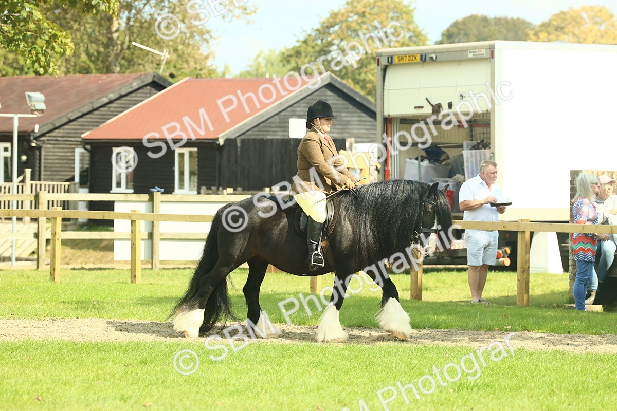 SBM_66389 - S34 - Rehabilitated Rescue Horse & Pony In Hand & Ridden