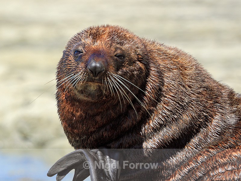 New Zealand Fur Seal close-up, Kaikoura, South Island - Seal
