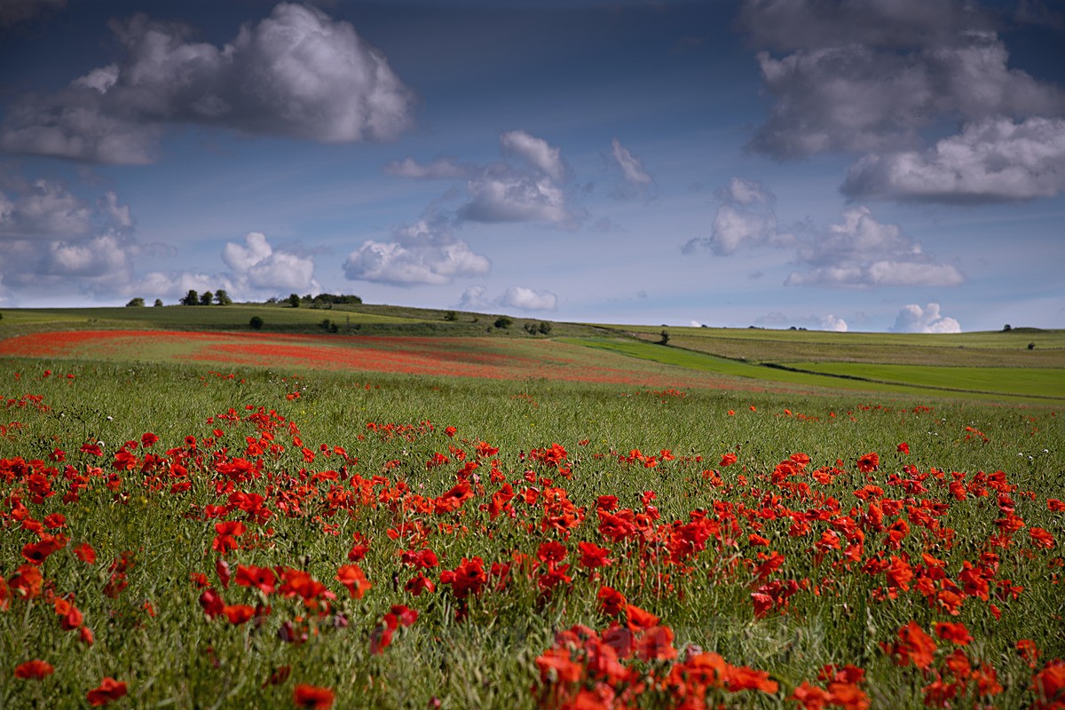  - Landscape