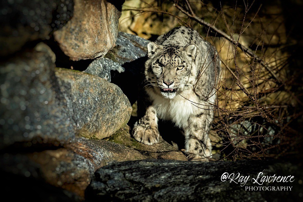 Snow Leopard - RLP_9507-413 - Vulnerable and Beyond