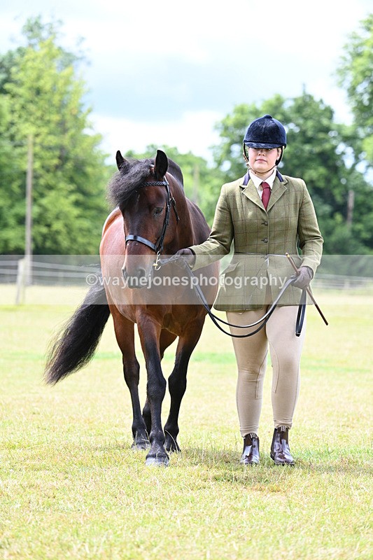 WJ7_6580 - Class 5 Handsome Gelding in hand