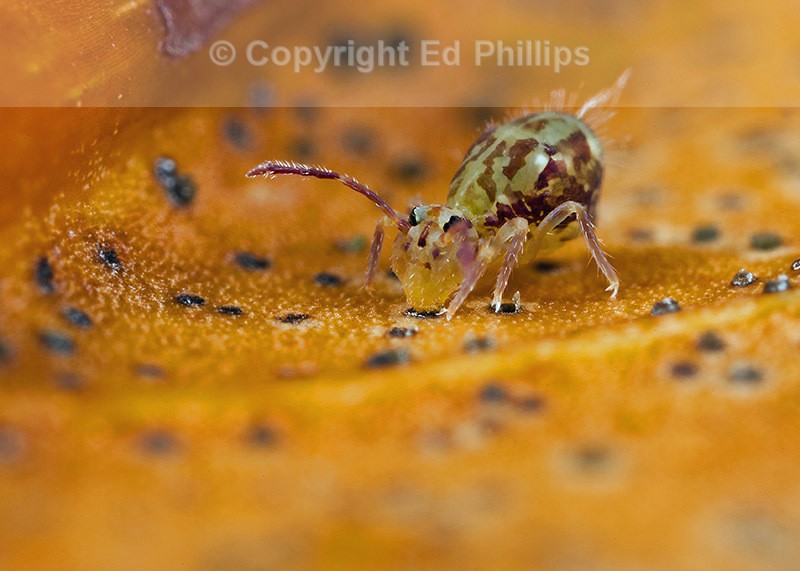 Dicyrtomina saundersi