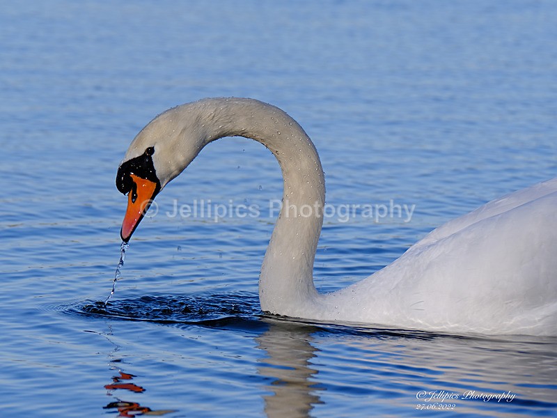  - Wildlife and Nature