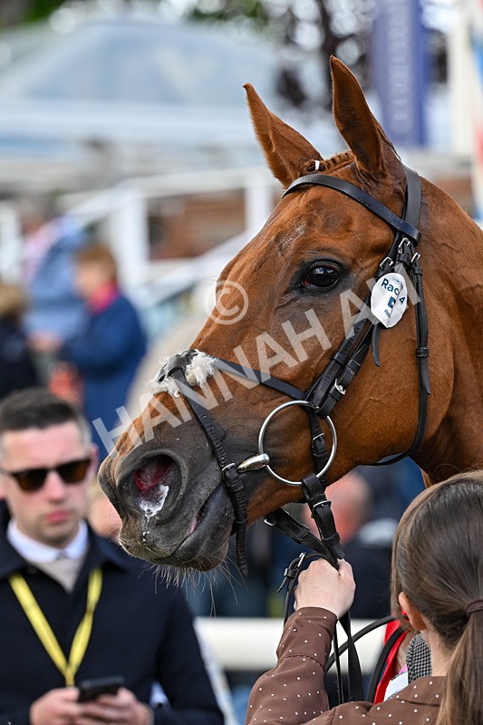 140526-Race 4-See The Fire-5329 - Race 4 3.30pm Al Basti Equiworld Dubai Middleton Fillies' Stakes