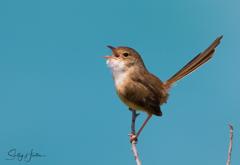 Red Wren Female 13