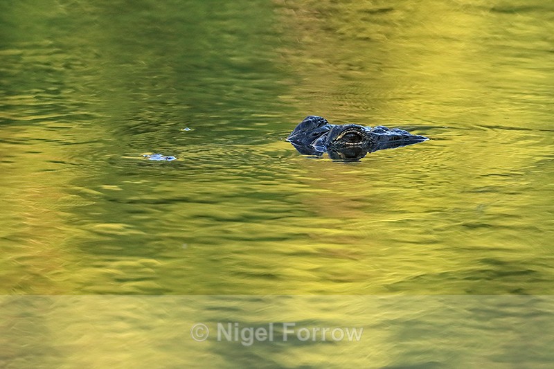 American Alligator submerged in green water, Gatorland, Florida - REPTILES & AMPHIBIANS