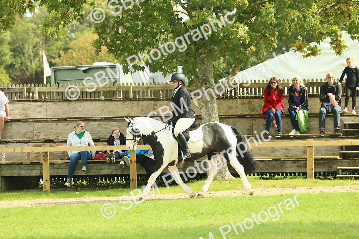 SBM_66590 - S34 - Rehabilitated Rescue Horse & Pony In Hand & Ridden
