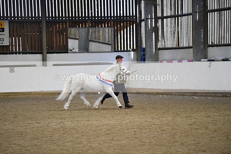 WJ5_5836 - Morning in hand Championship