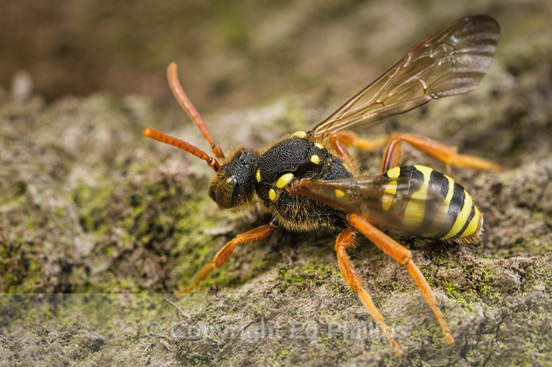 Nomada goodeniana (f) - Nomada goodeniana