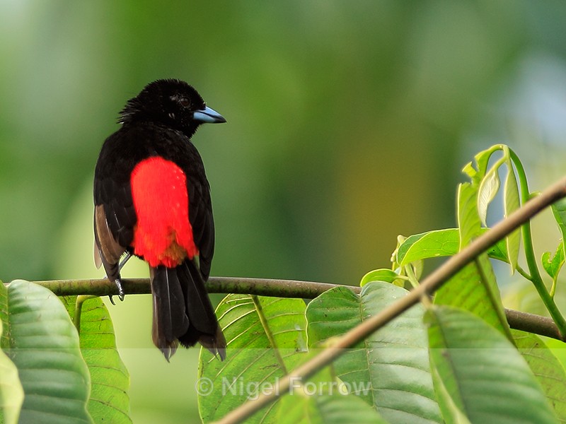 Passerini's Tanager (male), Costa Rica - Passerini's Tanager